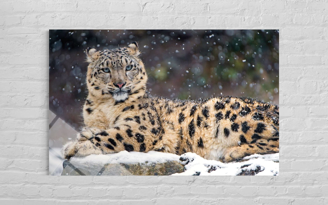 Kar Leoparlı Cam Tablo